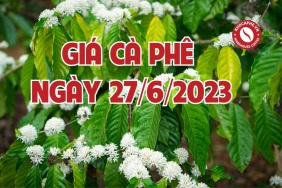 Cập nhật giá cà phê hôm nay ngày 29/6/2023 giảm...